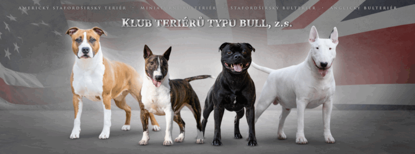 v klubu teriérů typu bull